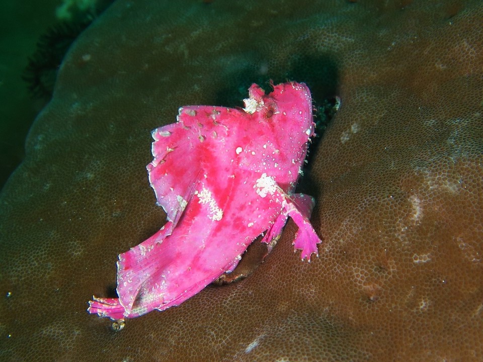 Indonesia - Kri - Poisson feuille pink