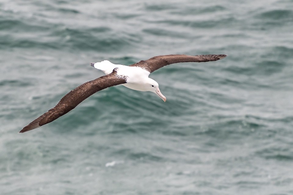Neuseeland - Dunedin - 