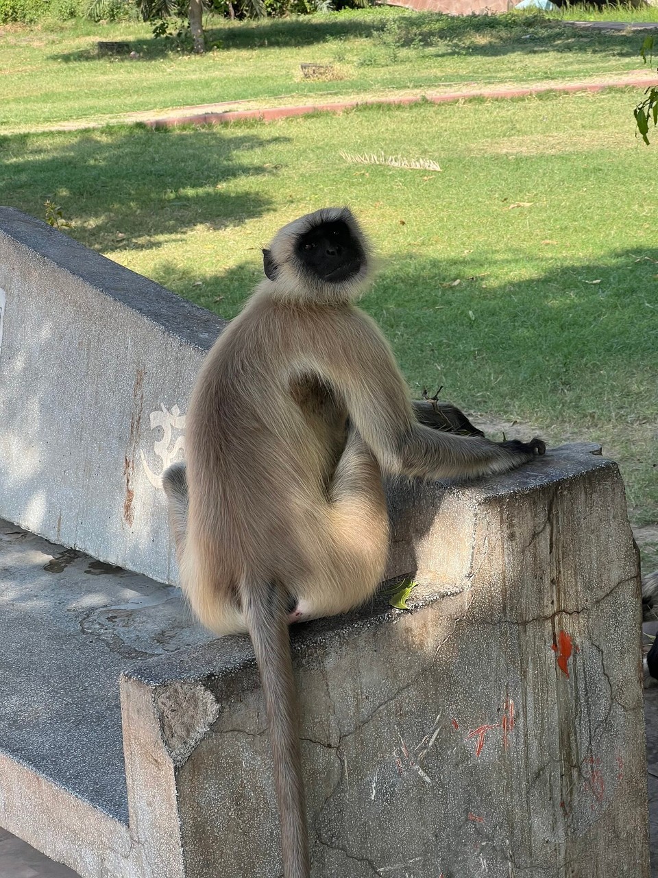 Indien - Jodhpur - Und Affen