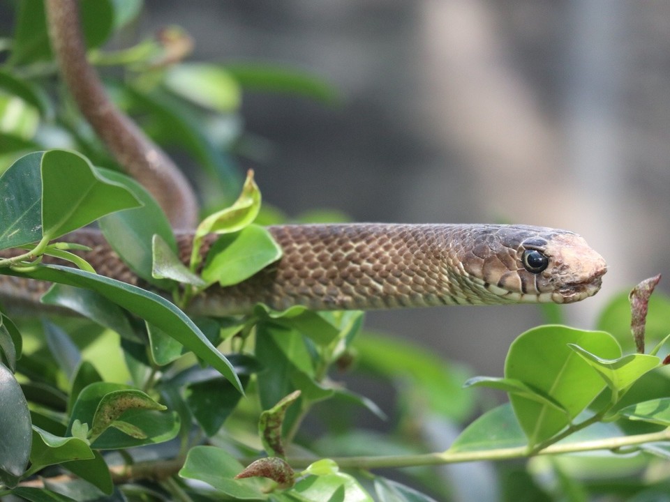Vietnam - Mỹ Tho - Ich hätte Tierfotograf werden sollen...