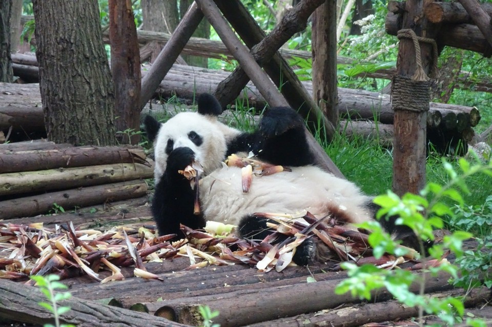 China - Chengdu - 