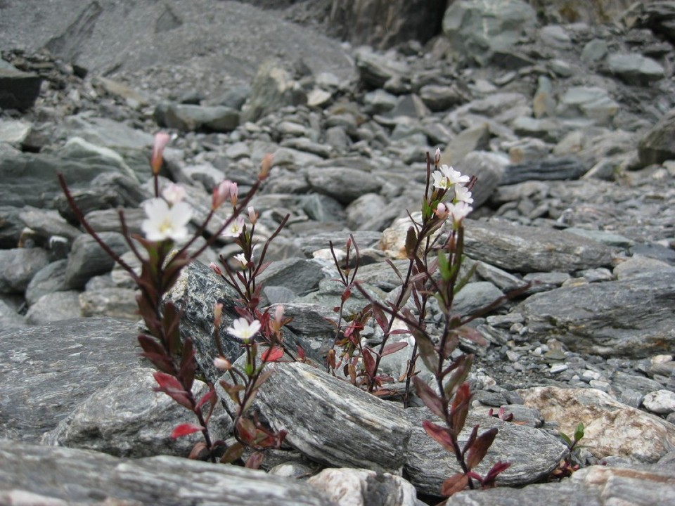 Neuseeland - Franz Josef Glacier - 