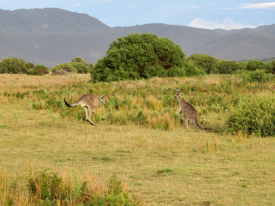 Australien -  - 
