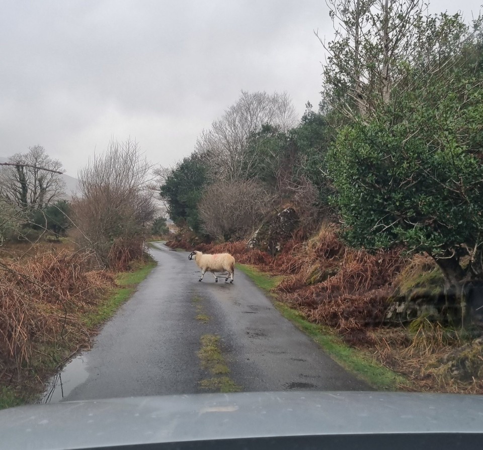 Irland - Killarney - 