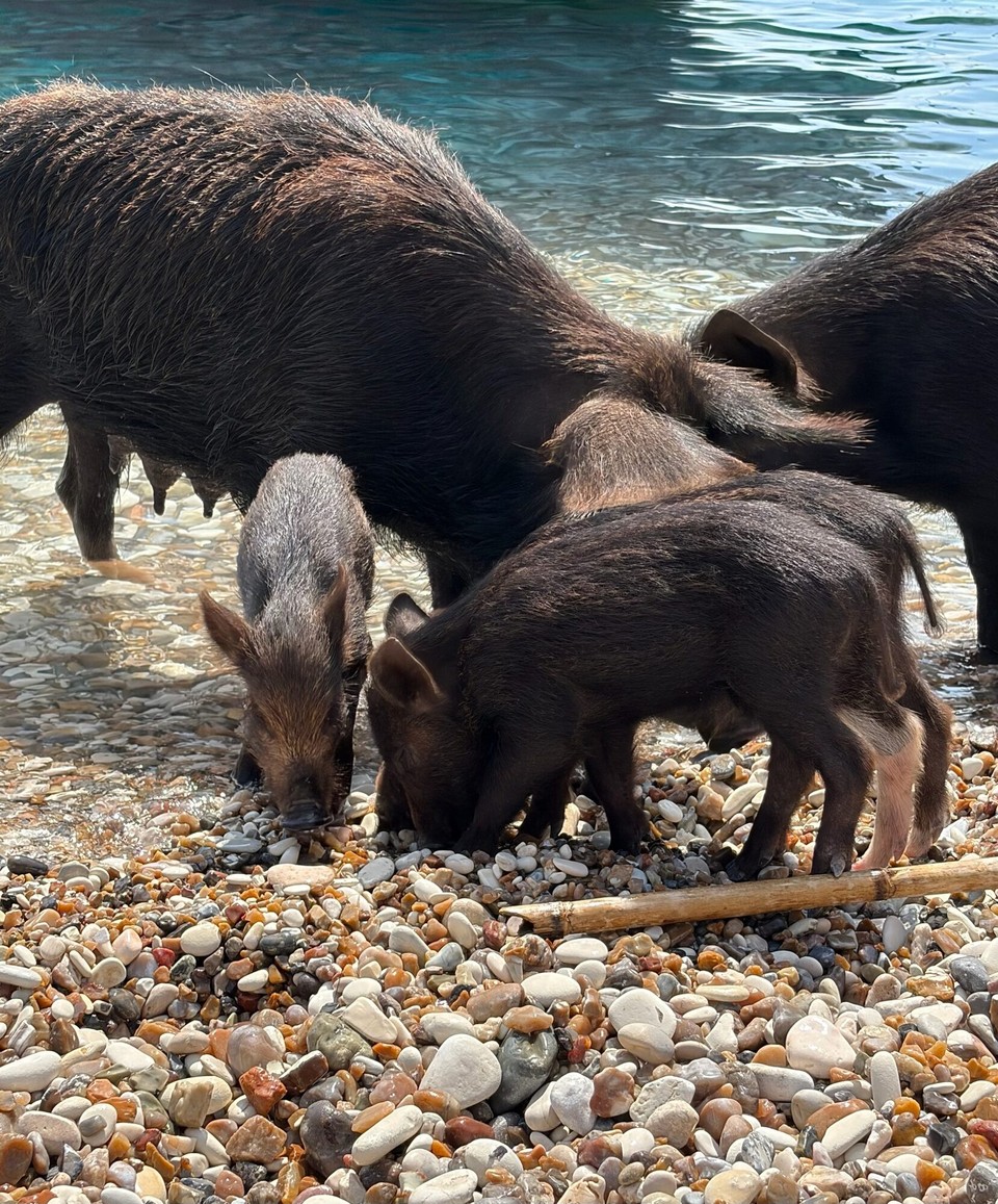 Griechenland - Nydri - Ein Stopp auf der Insel Atakos. 