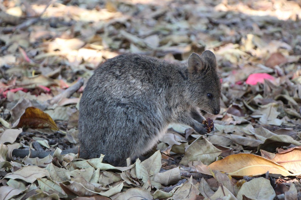 Australien - Rottnest Island - 