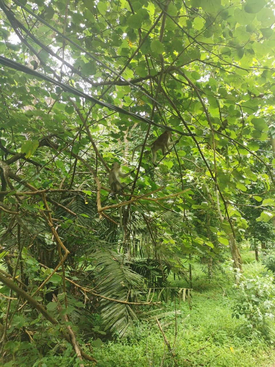 Indonesien - Kabupaten Langkat - 