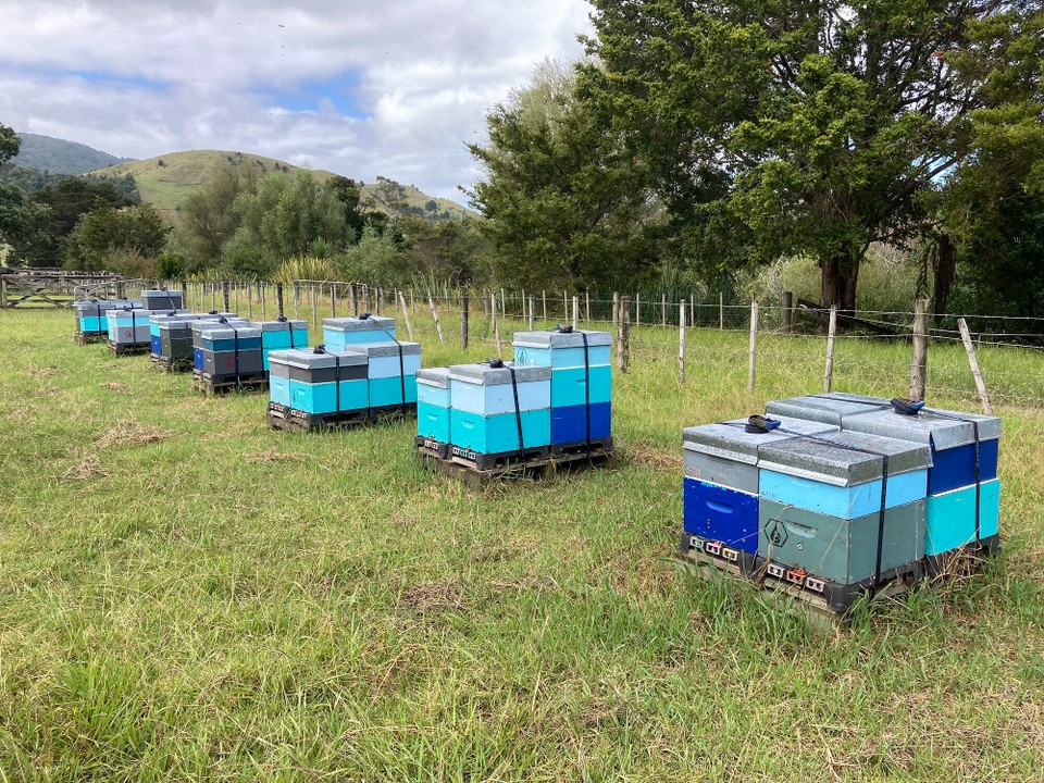Neuseeland - Kaitaia - Erster Ausflug zu den Bienenstöcken 😀