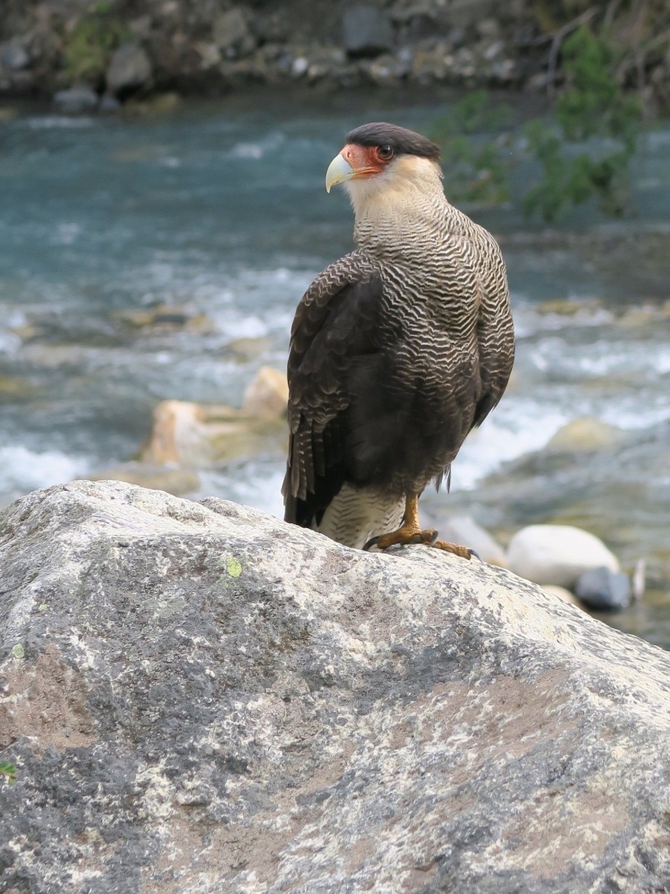 Chile - Torres del Paine National Park - Rapace pas bien sauvage