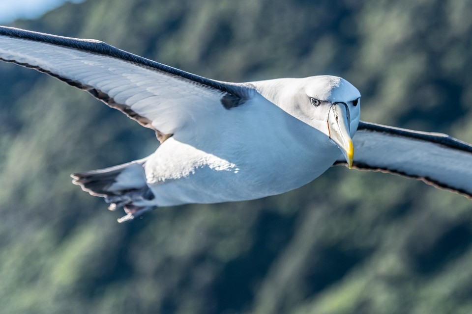 Neuseeland -  - 