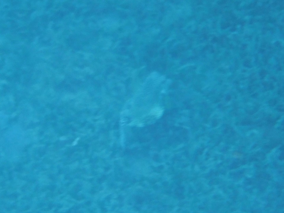 Dominica -  - 