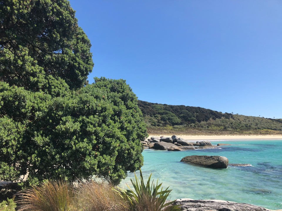 Neuseeland - Karikari Peninsula - Pohutukawa Bäume wachsen bis ans Meer