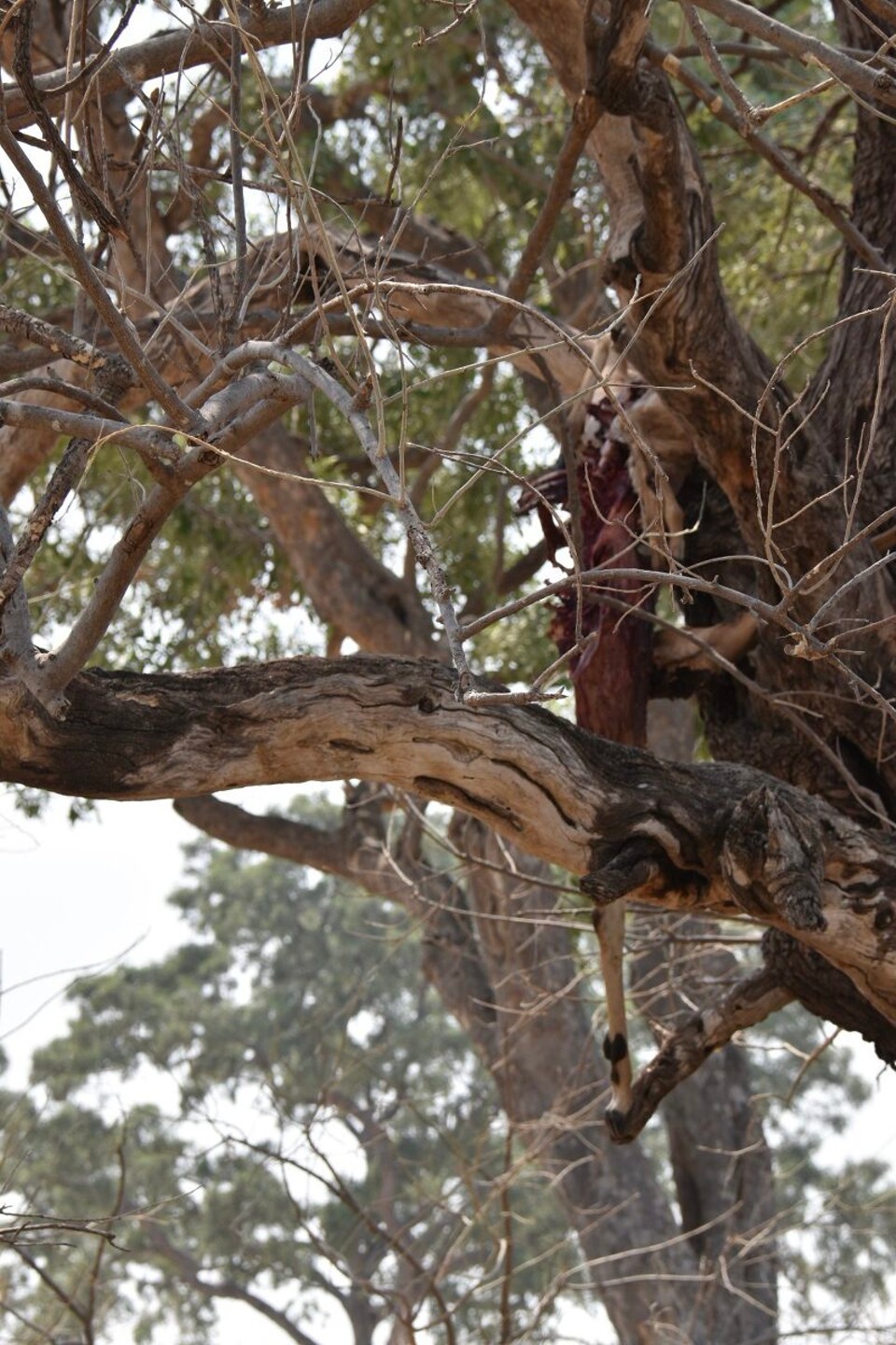Botsuana -  - Dann ging es Schlag auf Schlag, wir hatten kaum eine Beobachtung registriert und dann folgte auch schon die nächste.

Auf den Baum konnten wir ein gejagtes Impala erspähen.
