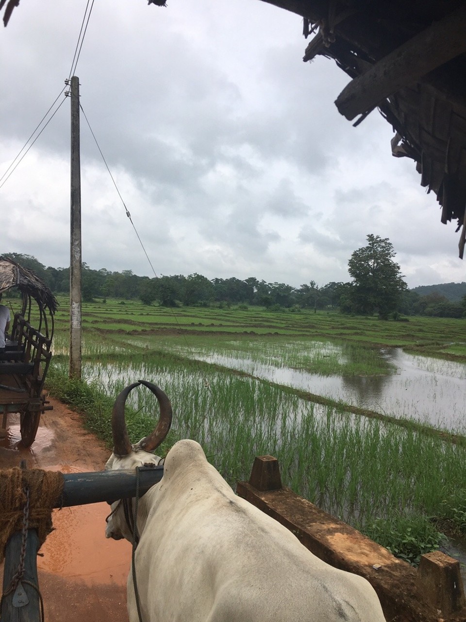 Sri Lanka -  - 