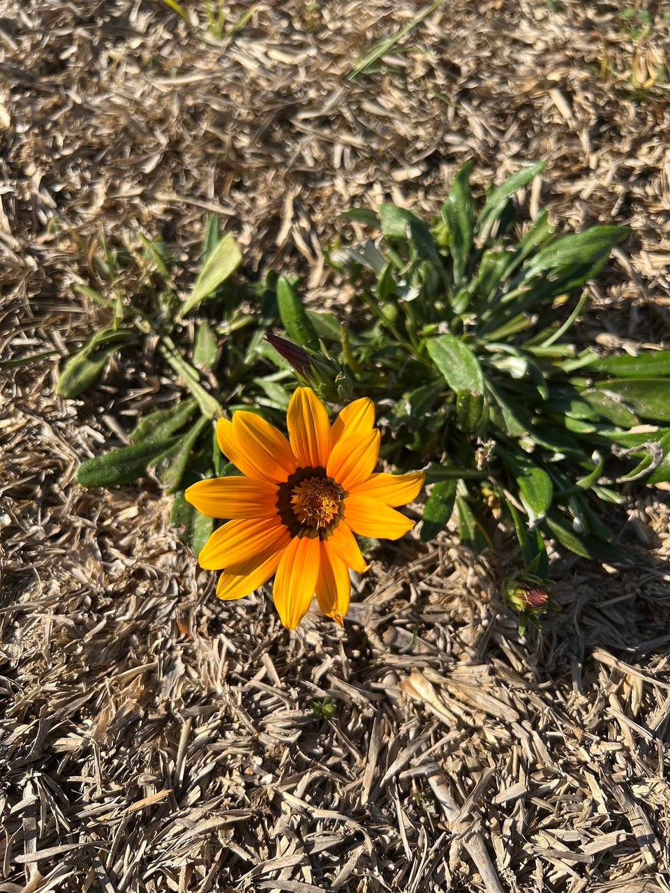 Portugal - Porto Covo - 