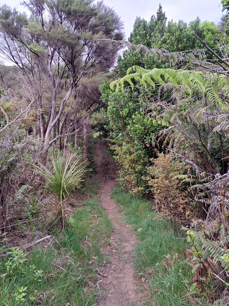 Neuseeland - Mangawhai - Weiter auf schönem Trail 