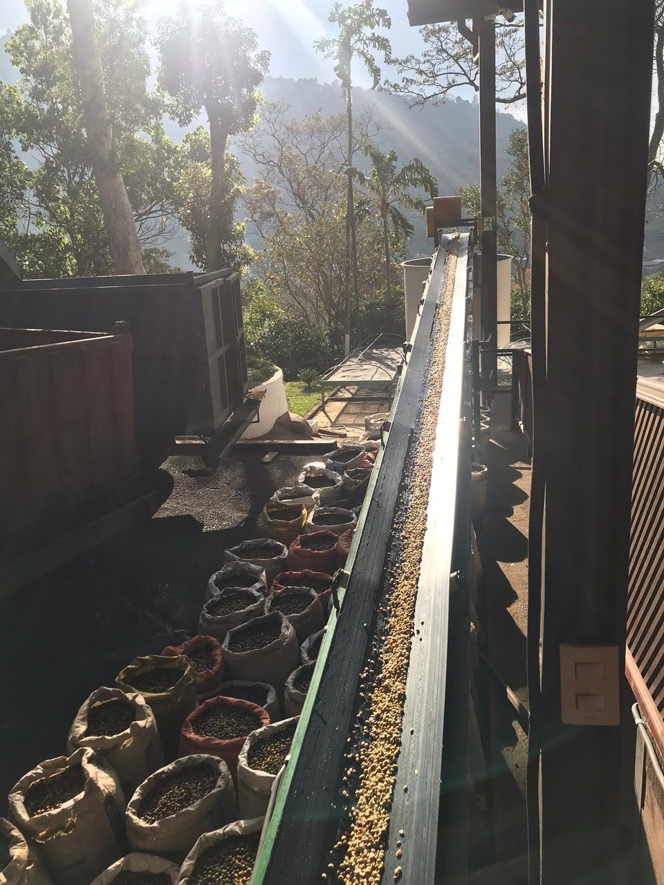 Costa Rica - San José - das Laufband sortiert die Bohnen