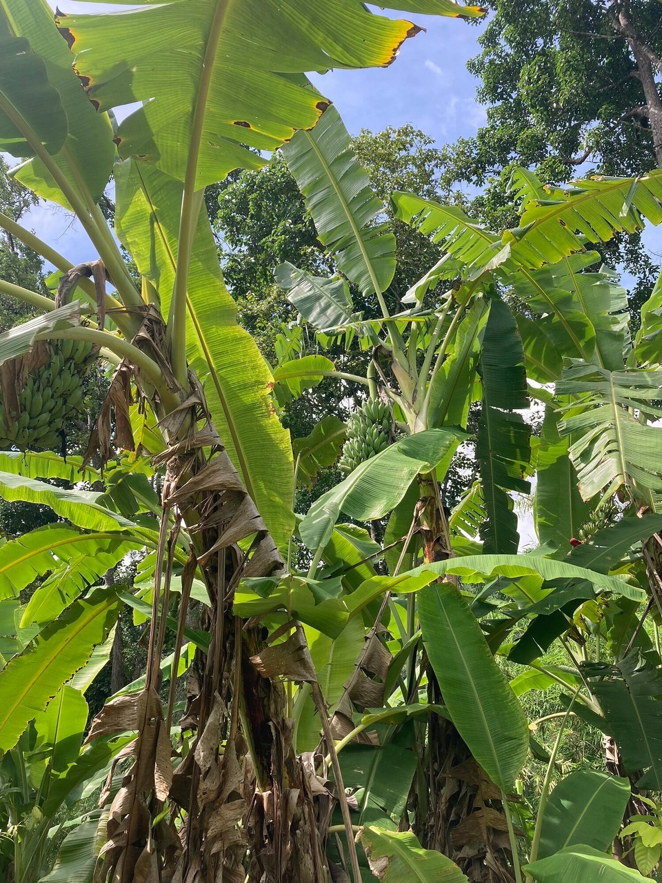 Thailand - Mae Wang - Bananen - gab es schon zum Frühstück 😅