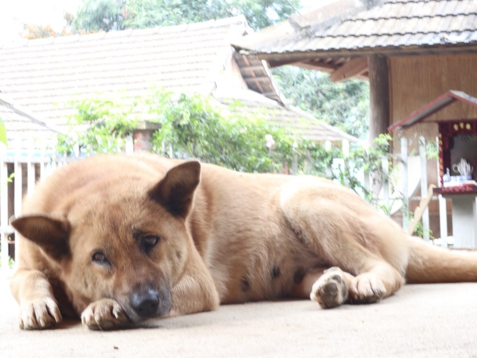 Vietnam - H. Mai Châu - Schöner Hund... kommen chau chau’s eigentlich aus Vietnam?