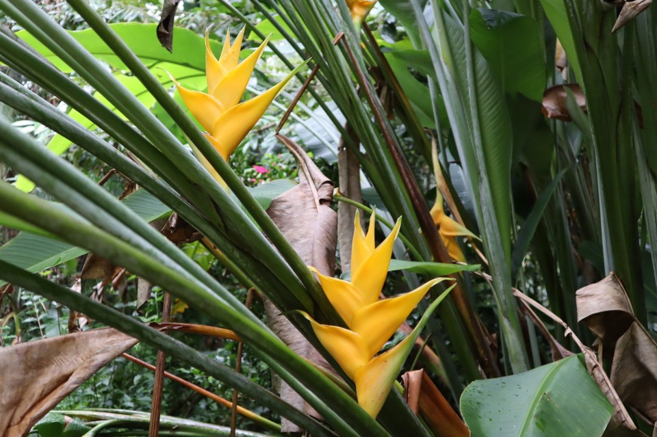 Réunion -  - 