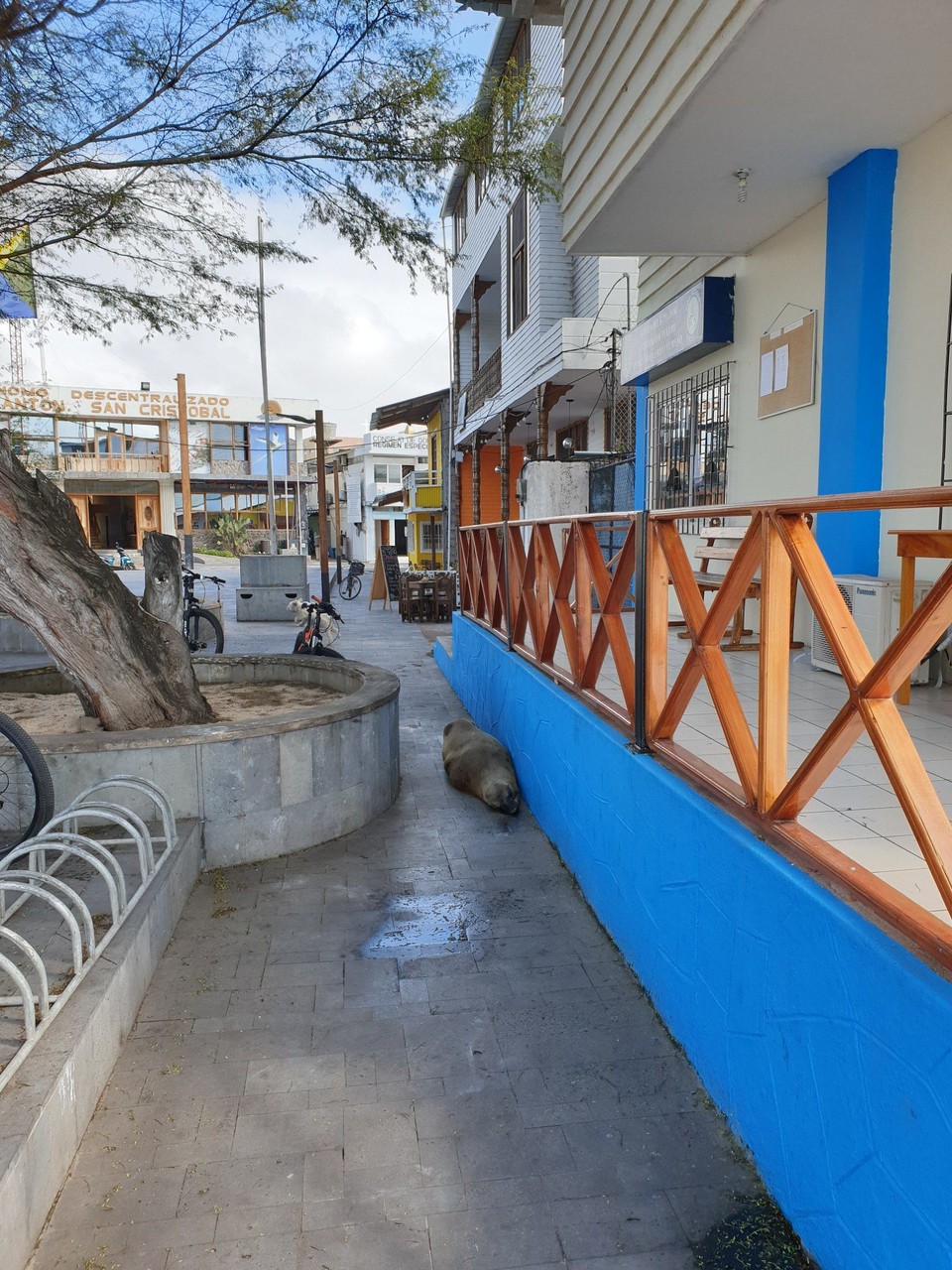 Ecuador - San Cristóbal Island - Sea lion lounging in street