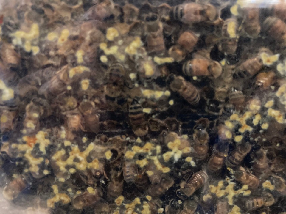 Neuseeland - Taupo - So viele fleißige kleine Arbeiterinnen 😀