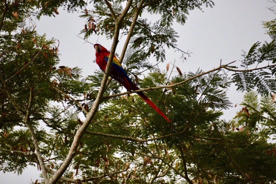 Mexiko - Catemaco - Nanciyaga, der Beginndes Urwald.