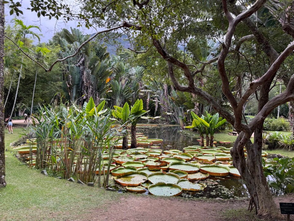 Brasilien - Rio de Janeiro - Amazonas-Seerose, die größten der Welt