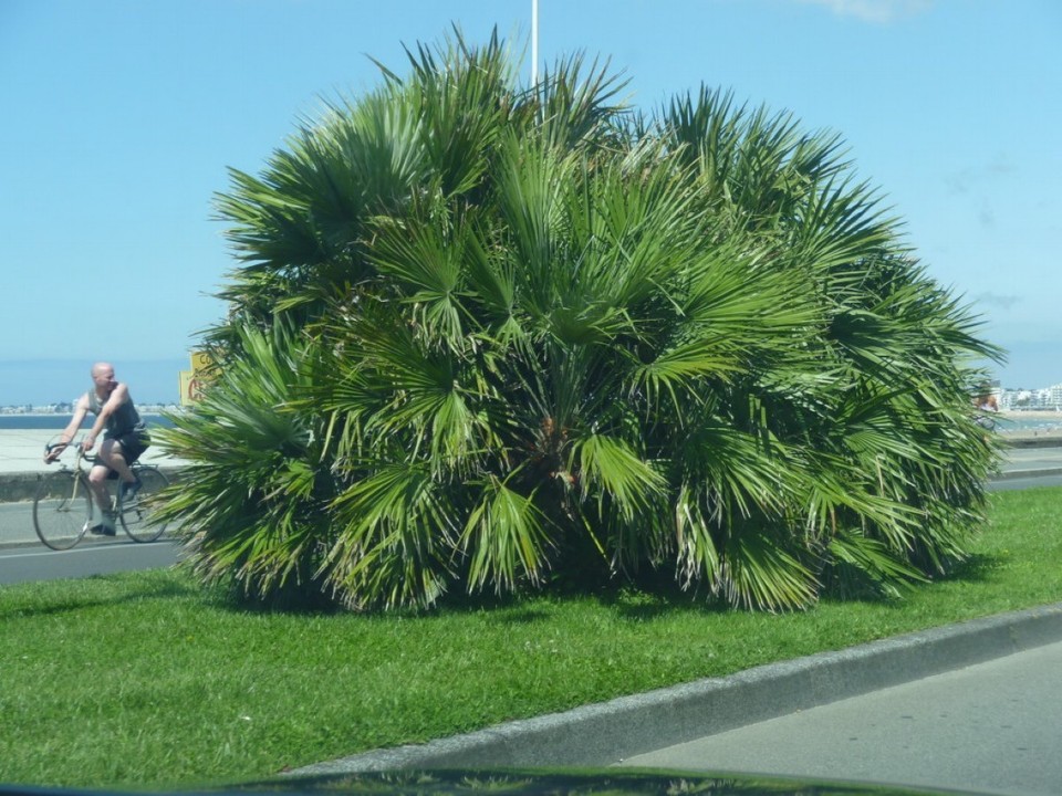 Frankreich - Nantes, St. Nazaire, Cote d´Amour - Palmengebilde