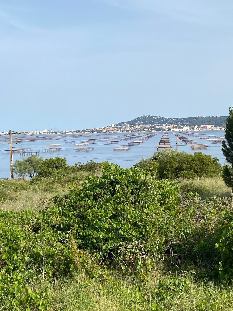 Frankreich - Mèze - 