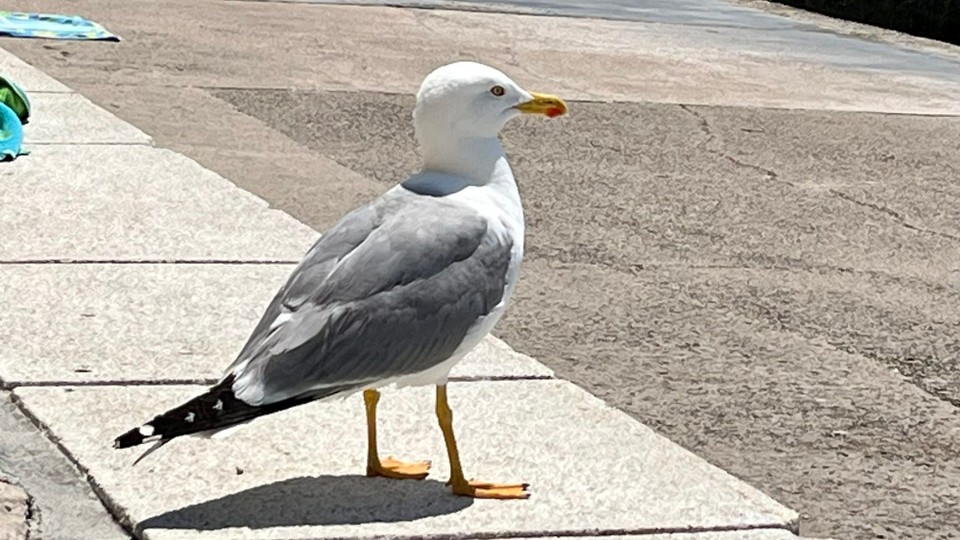 Slowenien - Piran - 