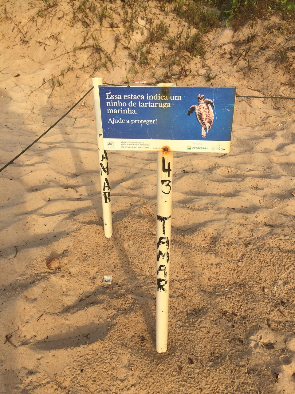 Brasilien - Praia do Flamengo - Nest gekennzeichnet und geschützt