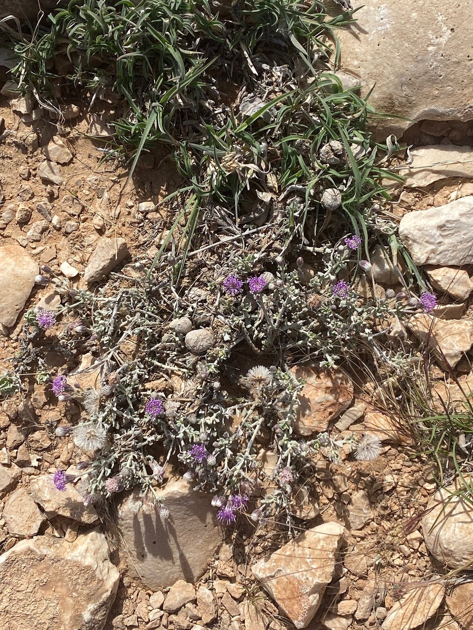 Oman -  - 
