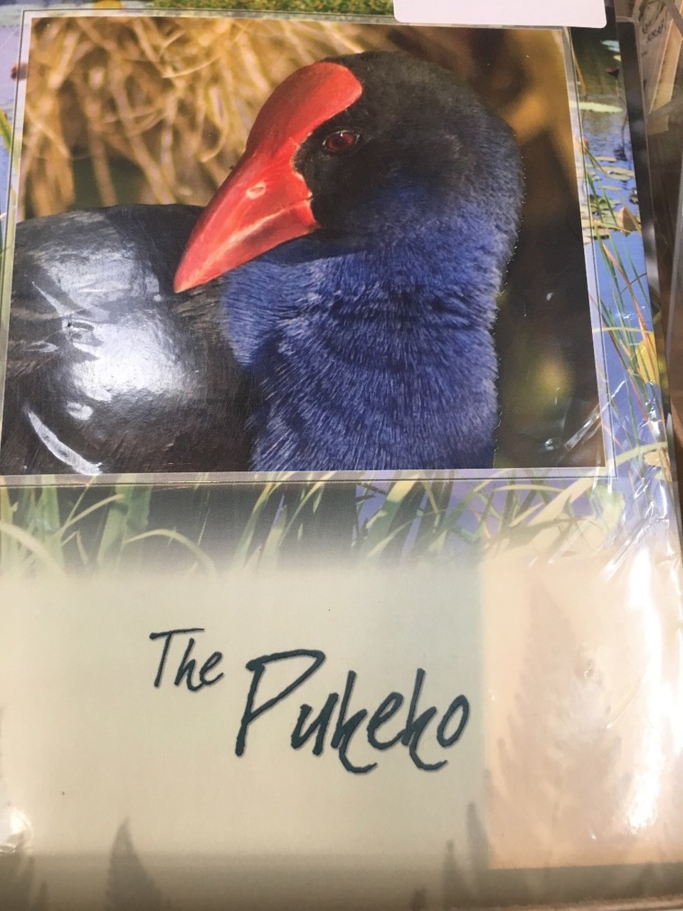 Neuseeland - Mangonui - Pukeko oder Purpurhuhn