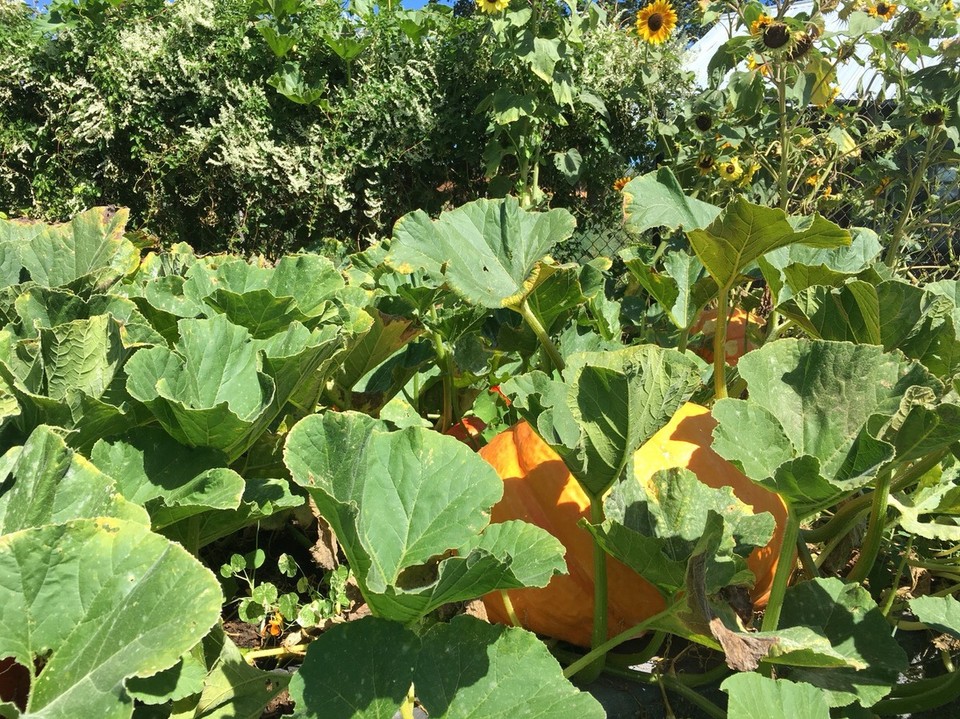 Kanada - Central Saanich - Seht ihr den versteckten Kürbis. Ich mein er ist riesig, aber man muss doch genau hinschauen 