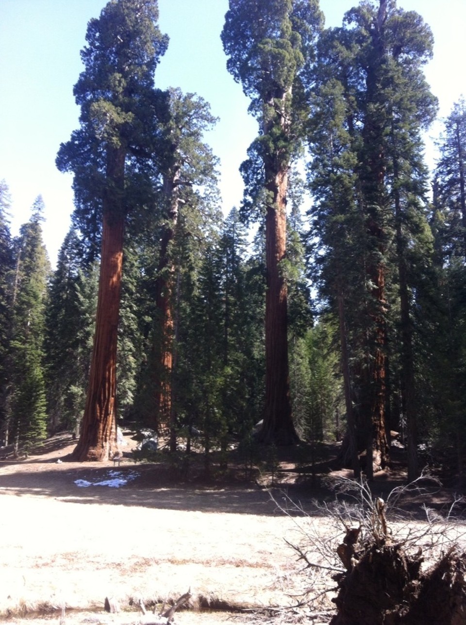 Egyesült Államok - Sequoia National Park - 