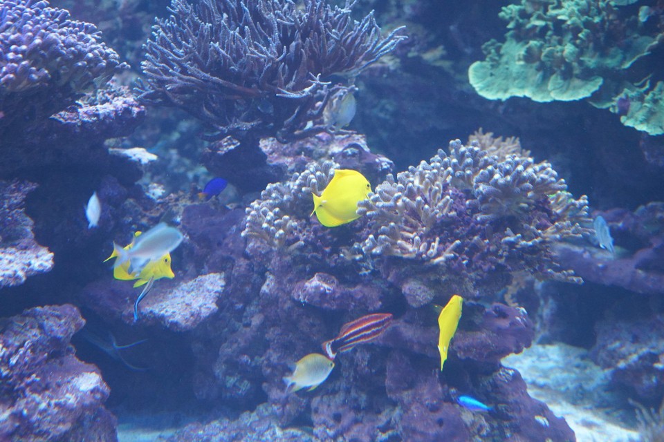 Schweiz - Zürich - Zitronenflossen Doktorfisch aus dem Pazifik