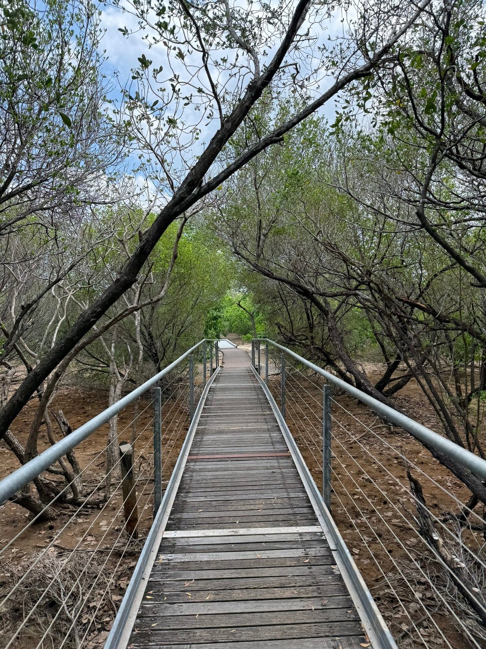 Australien - East Point - Mangrove Boardwalk am East Point