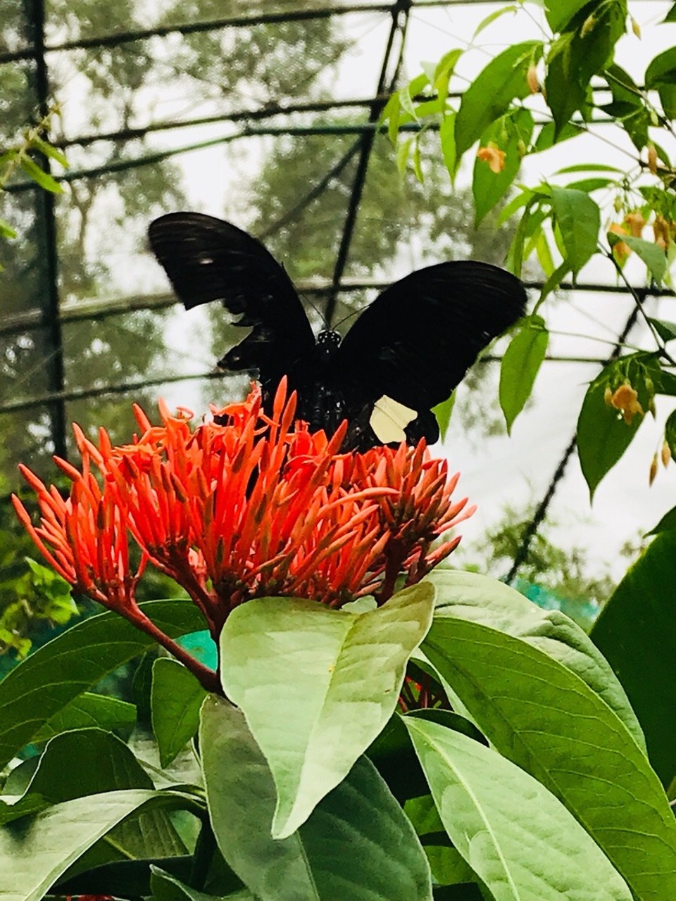 Malaysia - Kuala Lumpur - 