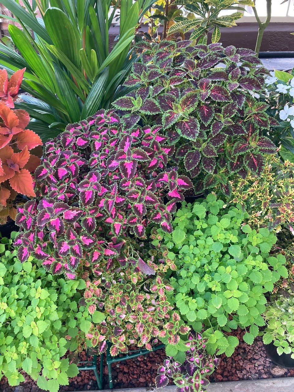 Neuseeland - Auckland - 