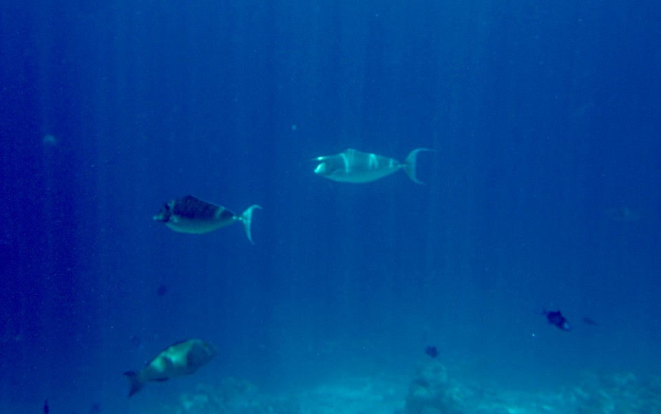 Malediven -  - Die witzigsten Fische schwimmen hier rum