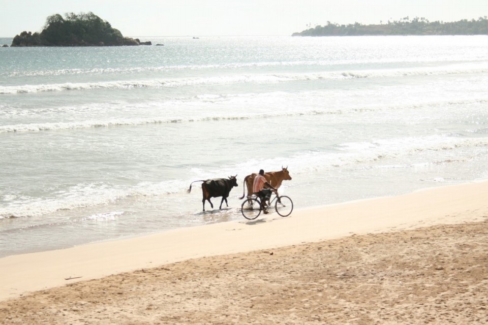 Sri Lanka - Weligama - 