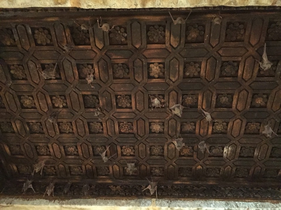 Jaisalmer - Jaisalmer - bats living in the haveli