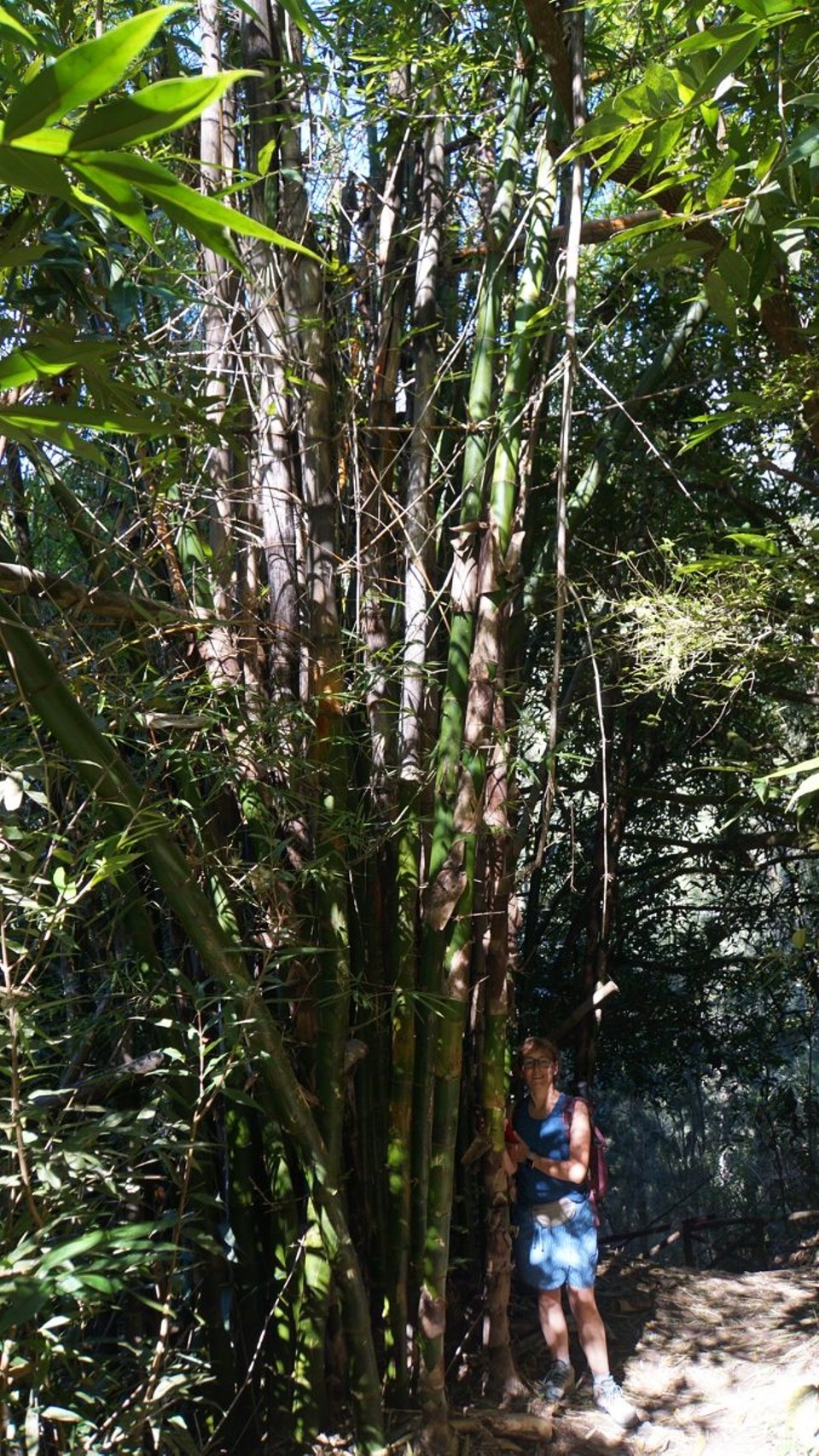 Réunion - Salazie - 