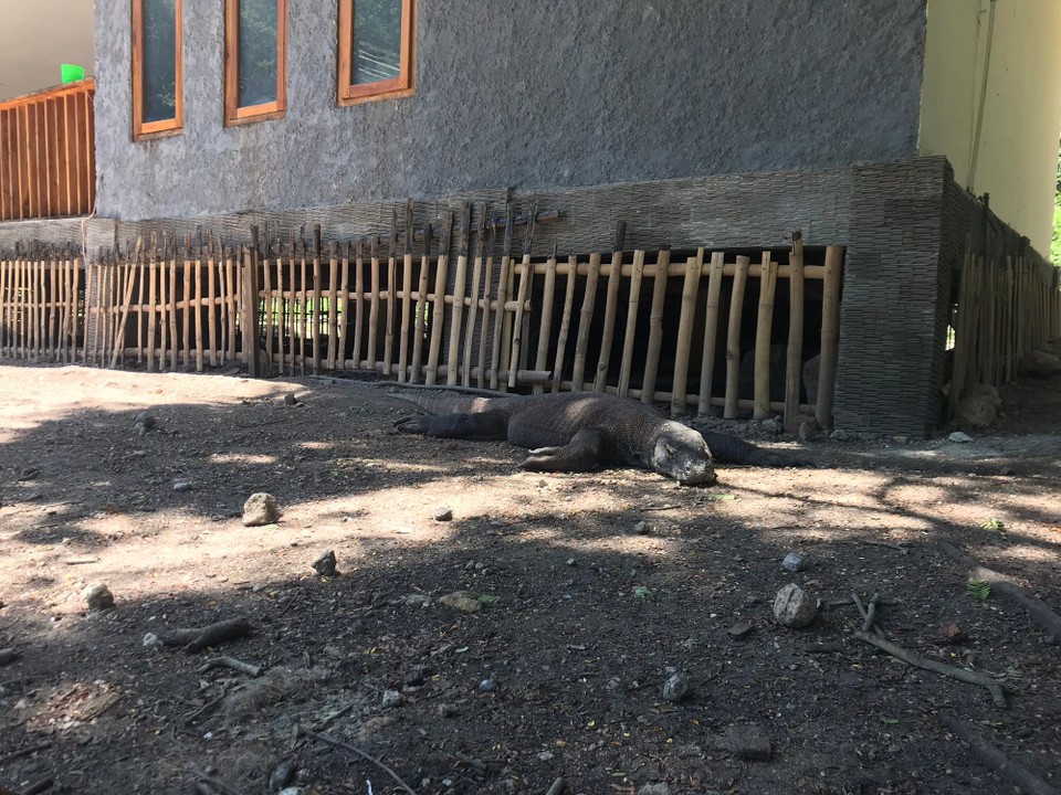 Indonesia - Labuan Bajo - A Komodo! Interesting fact that they just eat once per month and eat their own baby’s if they getting hungry and cant find anything else. 😳

Better safety distance. 