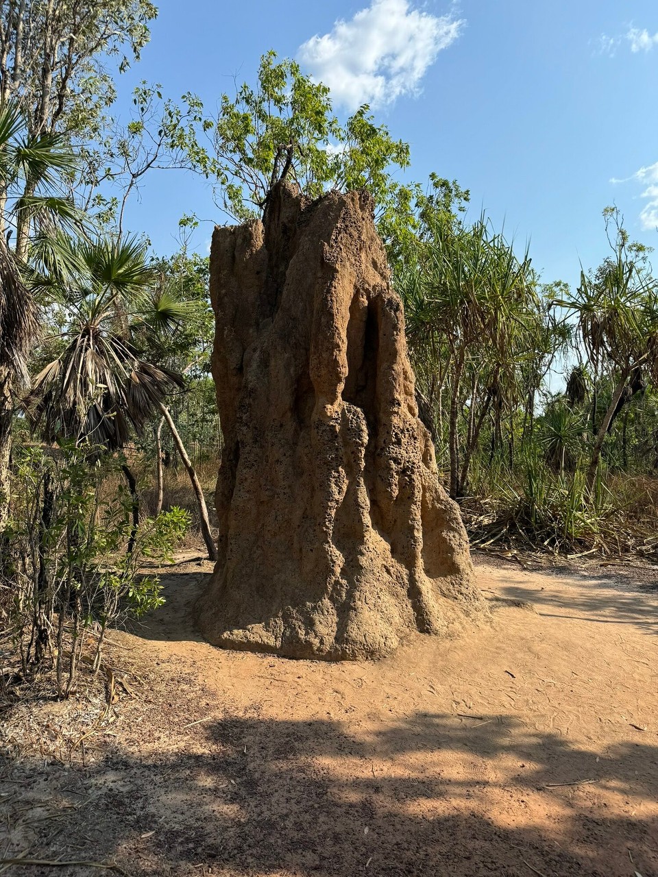 Australien - Litchfield Park - Magnetic Termite Mounds