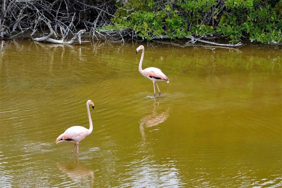 Ecuador - Isabela Island - Flamingos