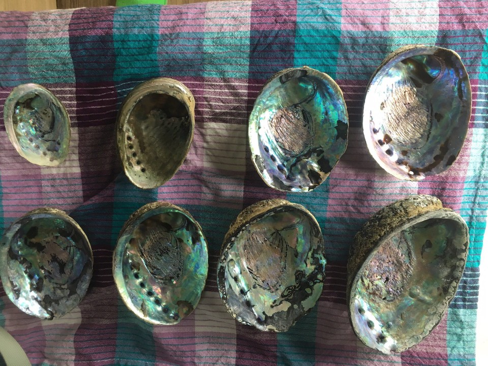 Neuseeland - Kaka Point - Unsere Ausbeute. Paua sind keine Muscheln sondern Schnecken aus der Gattung der Seeohren. 
In Neuseeland sind drei Seeohren heimisch: Iris Paua, Australis Paua und Virgin Paua. Sie glänzen mehr als alle anderen Seeohren. Wir haben 7 Iris Paua und eine andere gefunden.