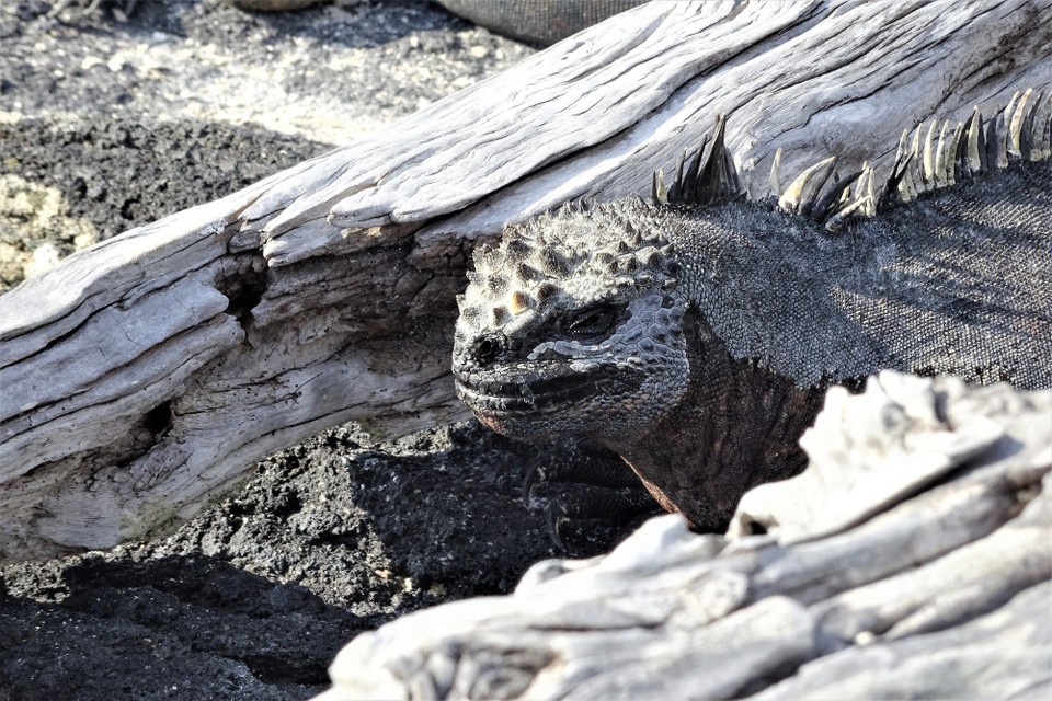 Ecuador - Fernandina Island - He looks like he is wearing one of the Mexican wresting masks