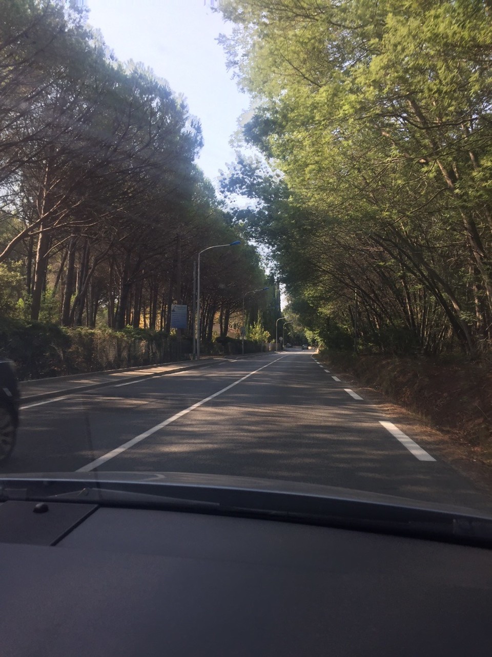 Frankreich - Rayol-Canadel-sur-Mer - Wir fahren in der Domaine de Rayol durch beeindruckende Wälder mit typischem Baumbewuchs. Traumhaft!!
